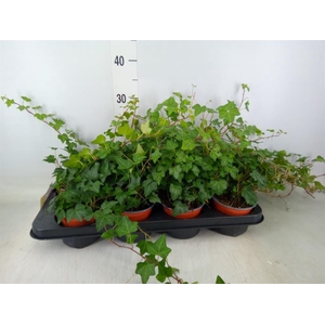 Hedera helix 'Wonder'