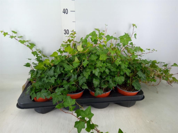 <h4>Hedera helix 'Wonder'</h4>