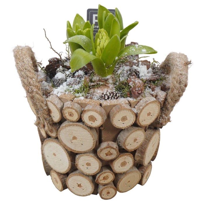 <h4>Arr.  Hyacinthus L%</h4>