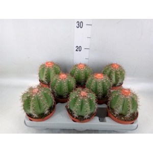 Melocactus matanzanus