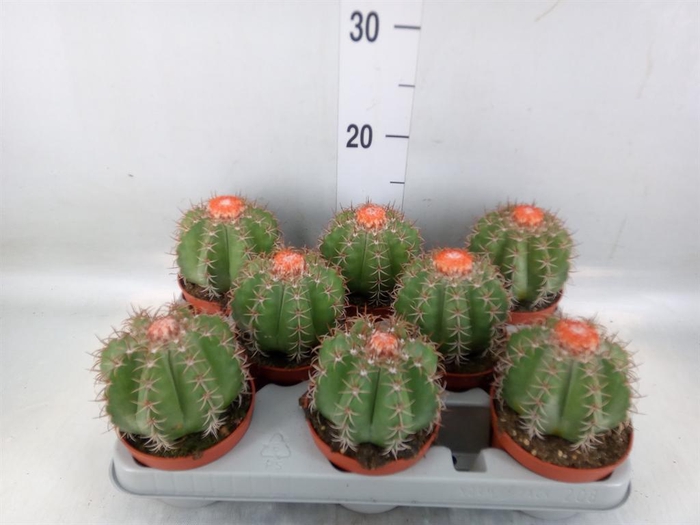 <h4>Melocactus matanzanus</h4>