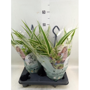 Chlorophytum com. 'Vittatum'