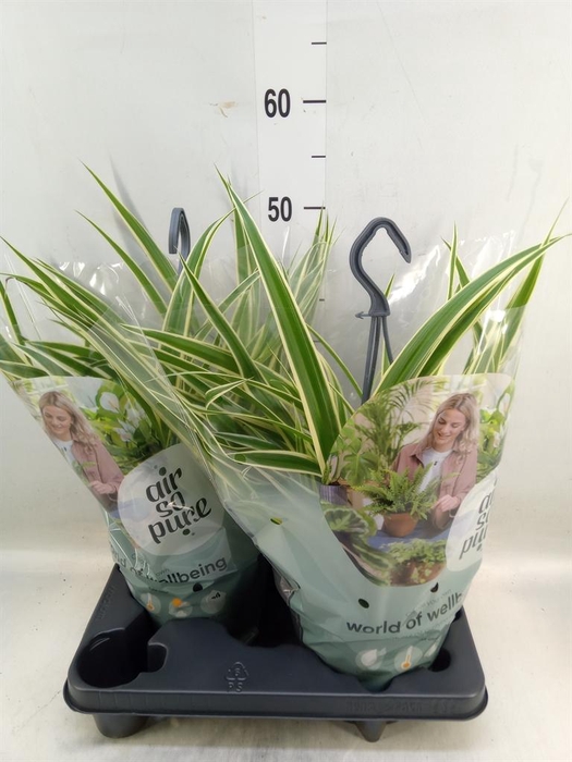 <h4>Chlorophytum com. 'Vittatum'</h4>