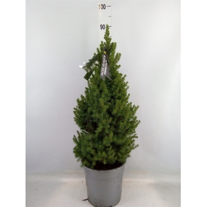 Picea glauca 'Perfecta'