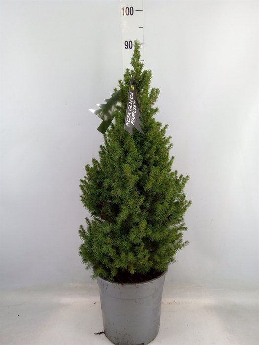 <h4>Picea glauca 'Perfecta'</h4>