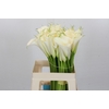 Zantedeschia Eydolls White