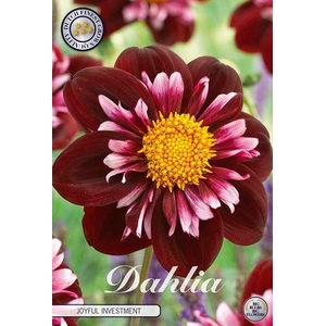 Dahlia Joyfull Investment x1