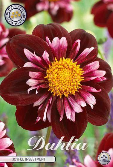<h4>Dahlia Joyfull Investment x1</h4>