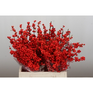 Ilex Rood