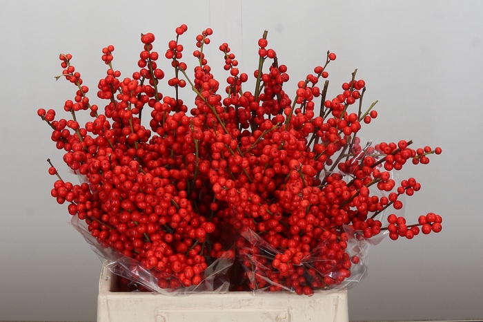 <h4>Ilex Rood</h4>