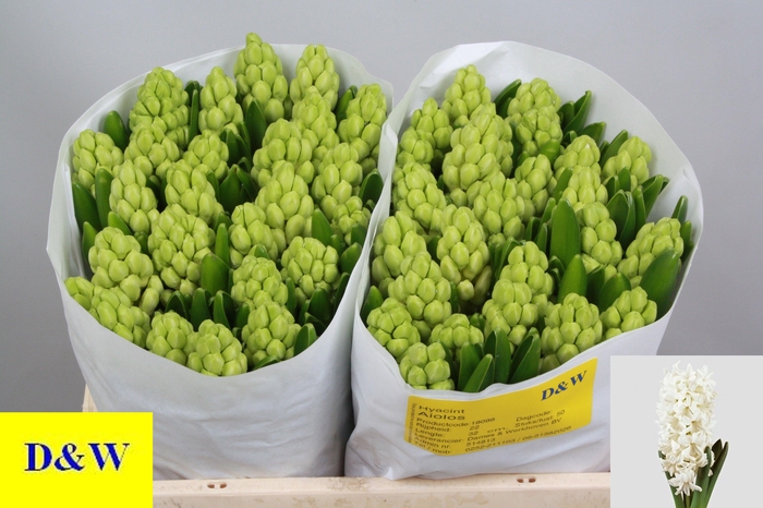 <h4>HYAC AIOLOS</h4>