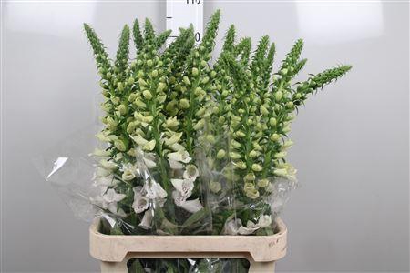 <h4>Digi Camelot White</h4>