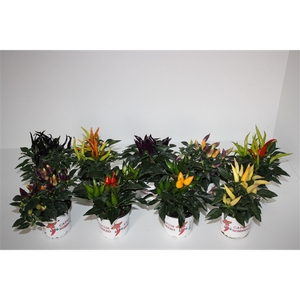 Capsicum Annuum mix
