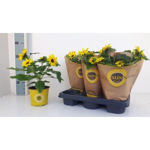 Helianthus annuus 'Sunsation'