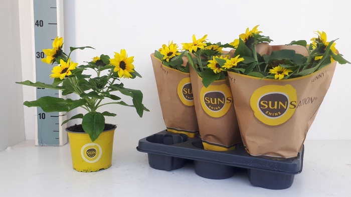 <h4>Helianthus annuus 'Sunsation'</h4>