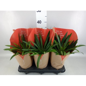 Pachypodium lamerei