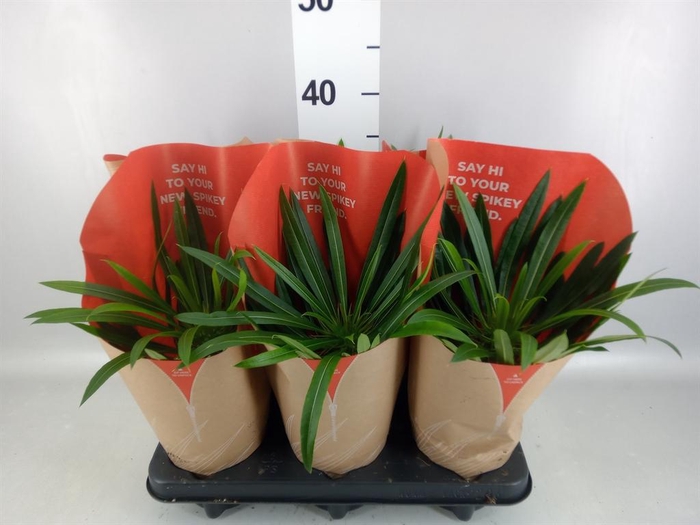 <h4>Pachypodium lamerei</h4>