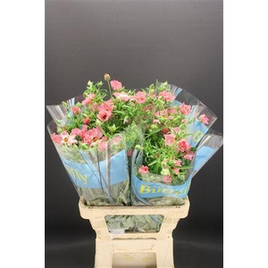 Ran Butterfly Isis 60cm