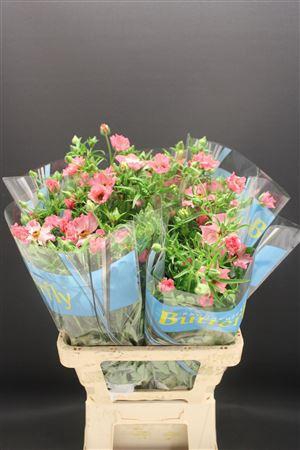 <h4>Ran Butterfly Isis 60cm</h4>