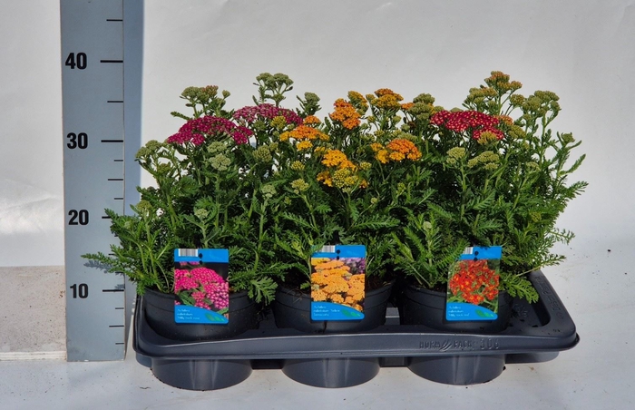 <h4>Achillea millef.</h4>