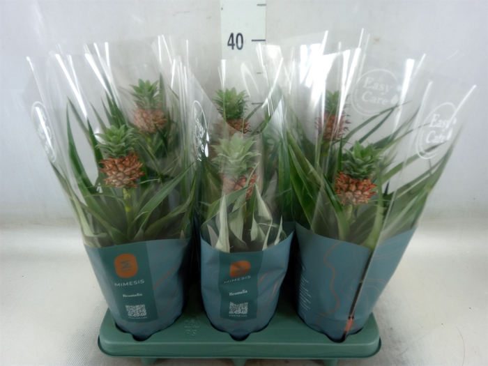 <h4>Ananas  'Mi Amigo'</h4>