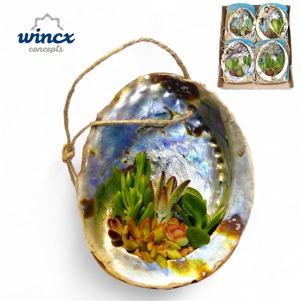 <h4>Concepts® - UniqueShells 'Haliotis' (XL)</h4>