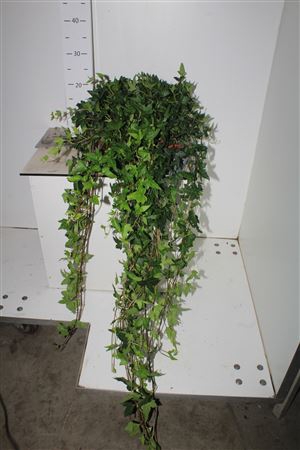 <h4>Hed He Shamrock 80 Cm</h4>