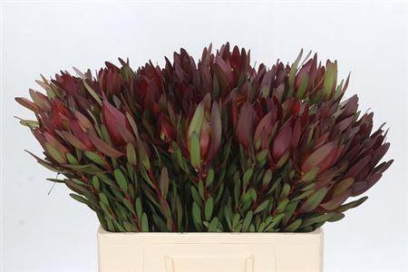 <h4>Leucad Saf Sunset</h4>