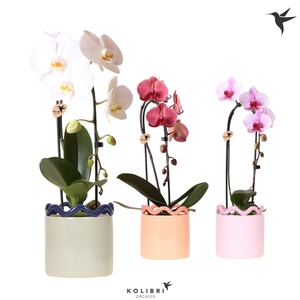 Kolibri Orchids Cascade Niagara Fall mix 1 spike in Funky pot mix