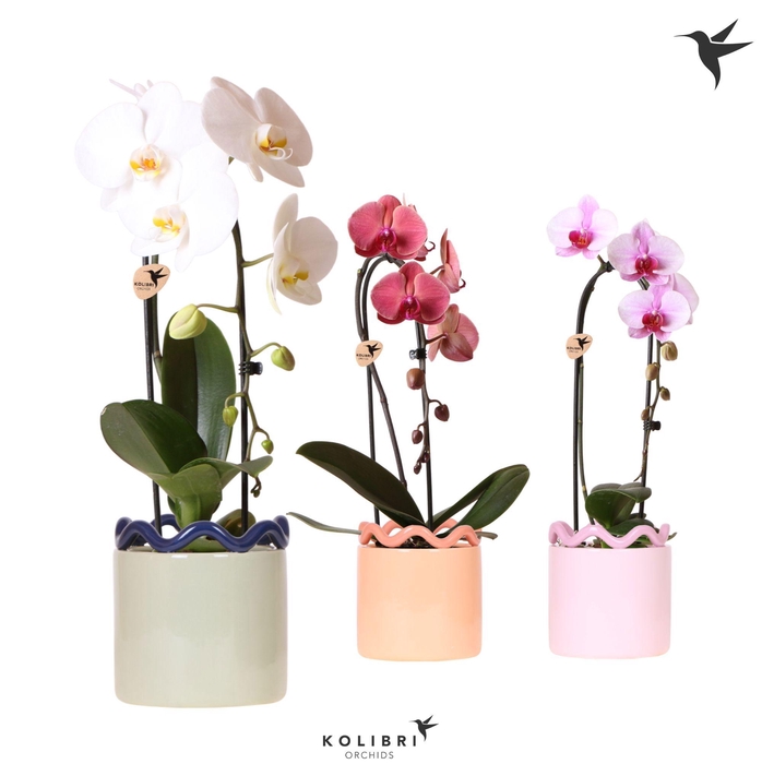 <h4>Kolibri Orchids Cascade Niagara Fall mix 1 spike in Funky pot mix</h4>