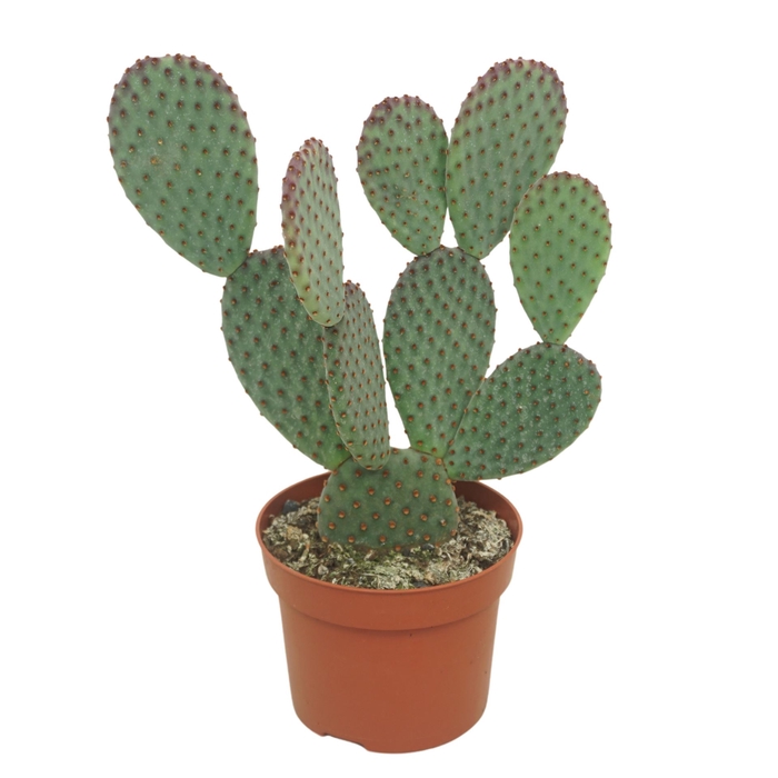 <h4>Opuntia microdasys</h4>