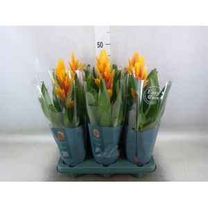 Vriesea  'Intenso Flame'