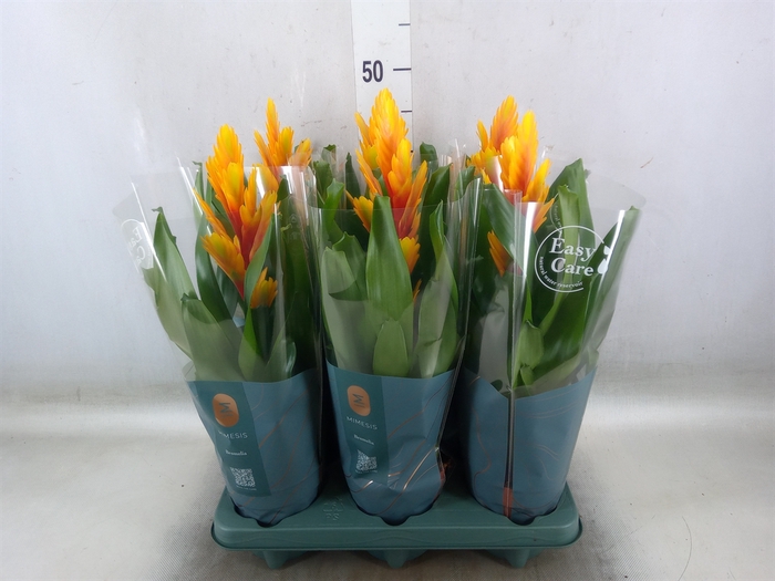 <h4>Vriesea  'Intenso Flame'</h4>
