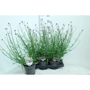 Verbena bonariensis