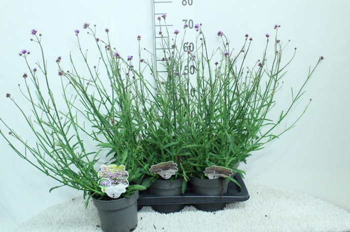 <h4>Verbena bonariensis</h4>