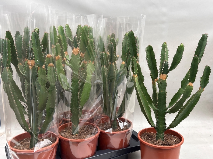 <h4>EUPHOR CANDELABRUM</h4>