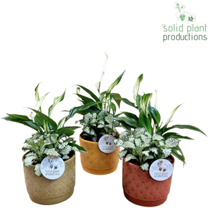 NV003 Ariël Autumn Spathiphyllum