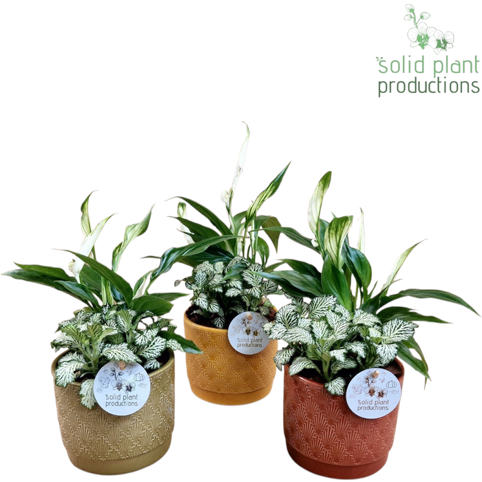 <h4>JT005 Ariël Jungle Spathiphyllum</h4>