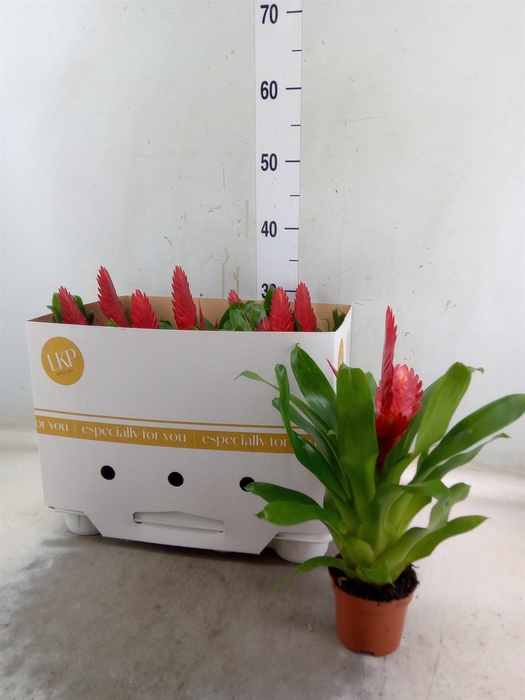 <h4>Vriesea  'Christiane'</h4>