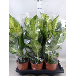 Dieffenbachia  'Mars'