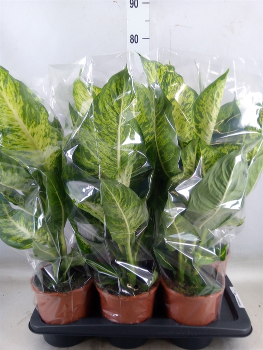 <h4>Dieffenbachia  'Mars'</h4>