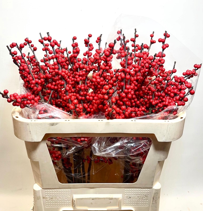 <h4>ILEX VE RODE BES</h4>