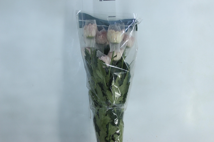 <h4>ANASTASIA COUTURE 080 CM</h4>