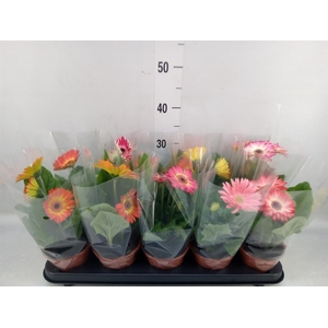 Gerbera   ...mix