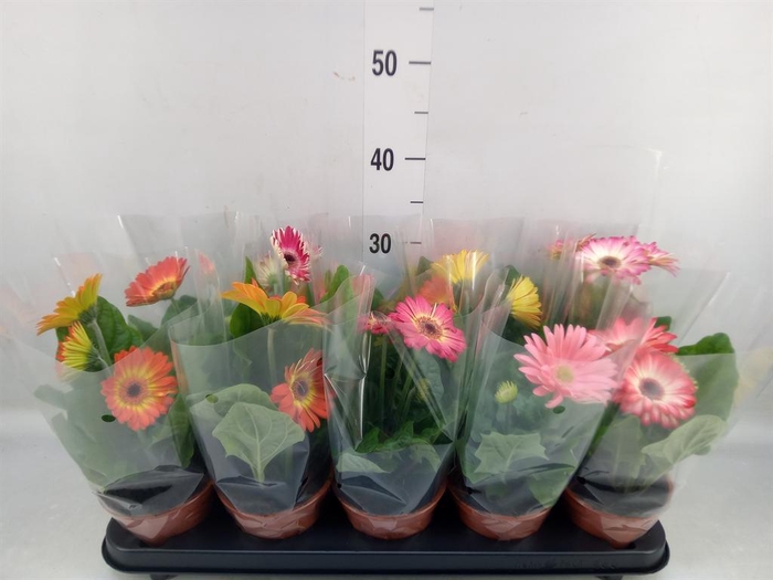 <h4>Gerbera   ...mix</h4>