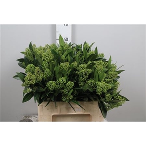 Skim C Kew Green Bs Xxl