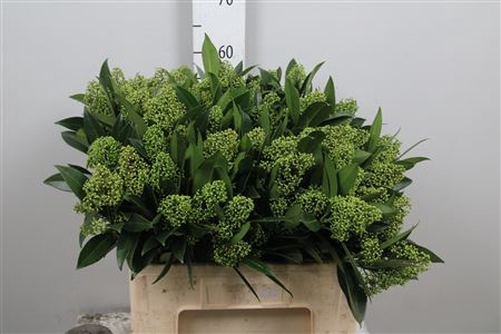 <h4>Skim C Kew Green Bs</h4>