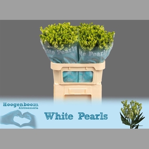 Alstr Fl White Pearls
