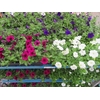 arr8 Pet Mixk 1 Kleur Per Tray
