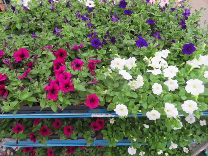 arr8 Pet Mixk 1 Kleur Per Tray